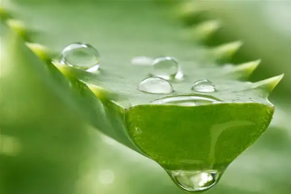Feuille d'aloe vera coupée montrant le gel transparent et le latex jaune