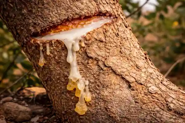 Résine de Boswellia serrata (encens indien) et gélules pour la santé articulaire
