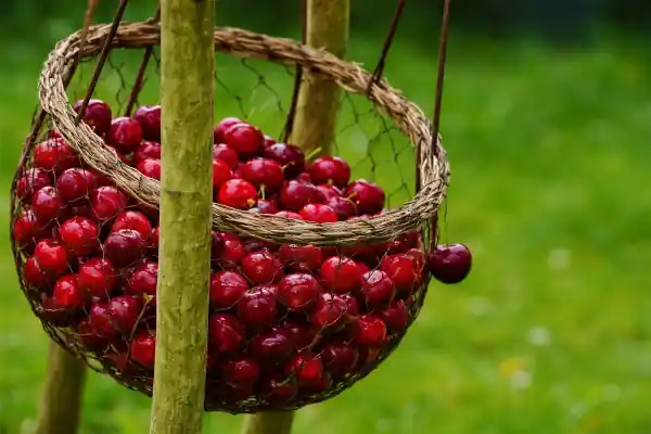 Cerises fraîches et jus de cerise pour la santé articulaire