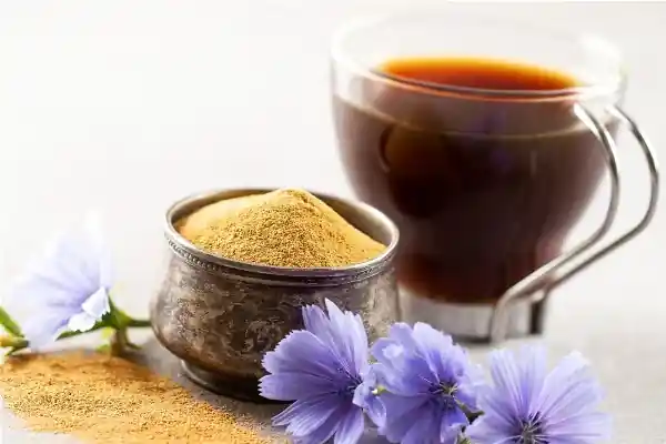 Racine de chicorée et ses bienfaits pour la santé
