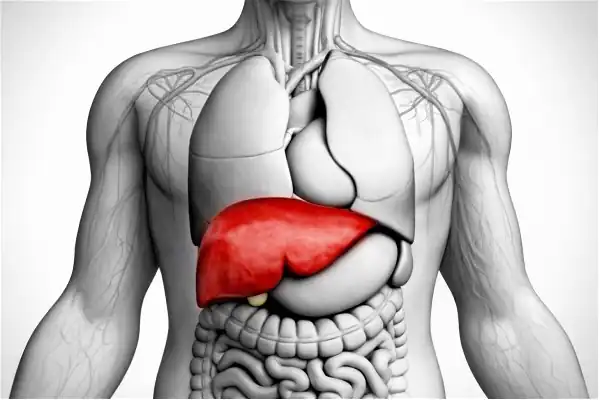 Assortiment d'aliments sains pour la santé du foie : fruits, légumes et noix