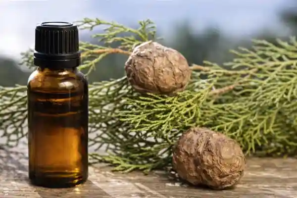 Huile essentielle de cyprès pour réguler les règles abondantes - flacon et rameaux