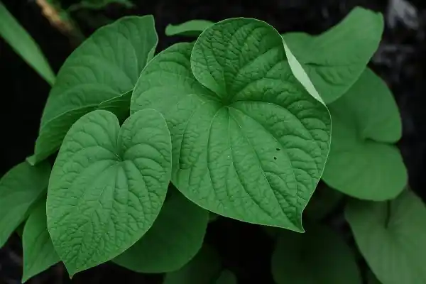 Racines de kava et boisson traditionnelle du Pacifique