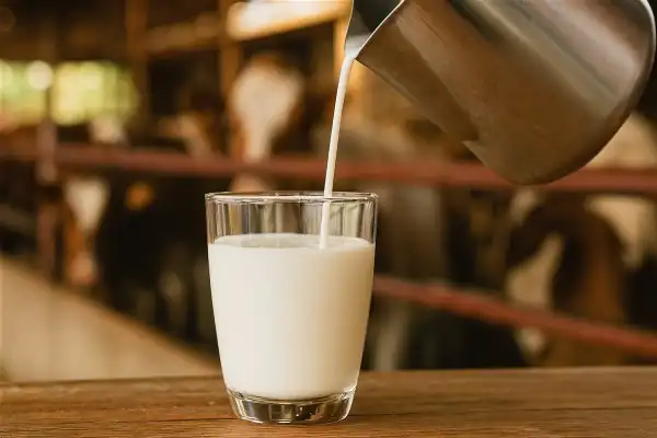 Comparaison visuelle entre le lait maternel et le lait de vache