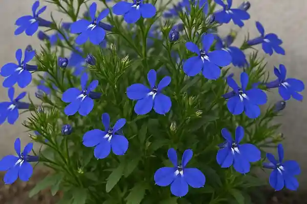 Plantes médicinales pour la santé respiratoire : Lobélie, Hysope et Orme Rouge