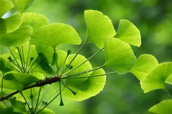 Feuilles de Ginkgo biloba - remède naturel contre vertiges et acouphènes