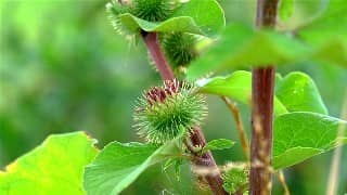 Acne, Burdock and Natural Treatment - Burdock Uses and Acne Treatment at Home