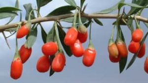 Goji Berries Increase Testosterone