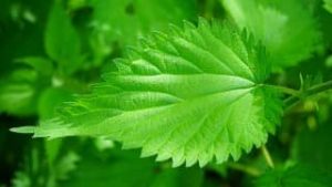 Nettle Root Extract Beneficial for Prostate Health
