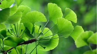 Vertiges & Gingko biloba