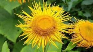 Wild Sunflower Benefits